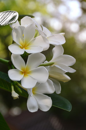 White and yellow Plumeria spp. (frangipani flowers, Frangipani, Pagoda tree or Temple tree) on natural background.の写真素材