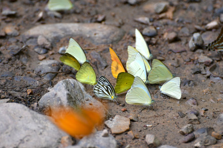 Butterfly at Kaeng Krachan National Park, Thailand. There are around 300 butterfly species are found in the park during March to June every year.の写真素材