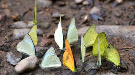 Butterfly at Kaeng Krachan National Park, Thailand. There are around 300 butterfly species are found in the park during March to June every year.の写真素材
