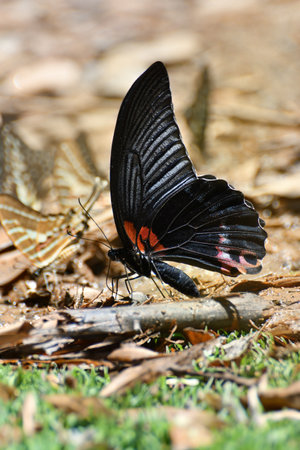 Butterfly at Kaeng Krachan National Park, Thailand. There are around 300 butterfly species are found in the park during March to June every year.の写真素材