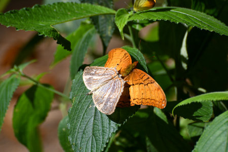 Butterfly at Kaeng Krachan National Park, Thailand. There are around 300 butterfly species are found in the park during March to June every year.の写真素材
