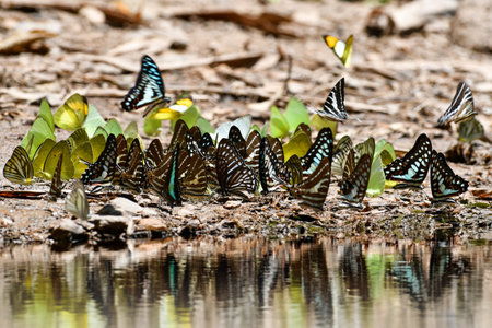 Butterfly at Kaeng Krachan National Park, Thailand. There are around 300 butterfly species are found in the park during March to June every year.の写真素材