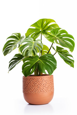 Various Monstera in terracotta pot isolated on white background.の素材