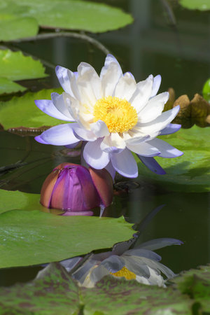 Australian waterlily or Nymphaea gigantea waterlily with reflection on water.の写真素材