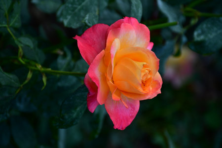 Beautiful colorful rose flower in the garden on green leaves background.の写真素材