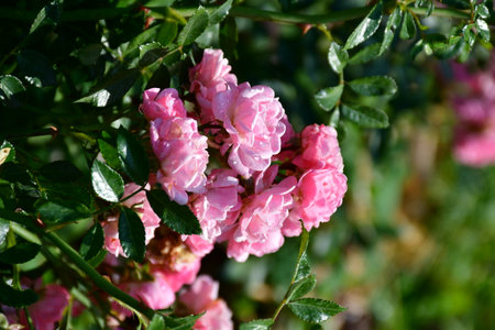 Rose bush with pink flowers in the garden on a sunny summer dayの写真素材