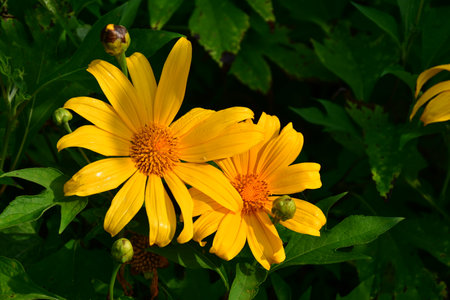 Mexican sunflower weed (Tithonia diversifolia)の写真素材