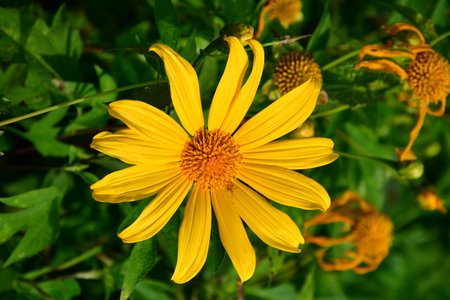 Mexican sunflower (Tithonia diversifolia)の写真素材