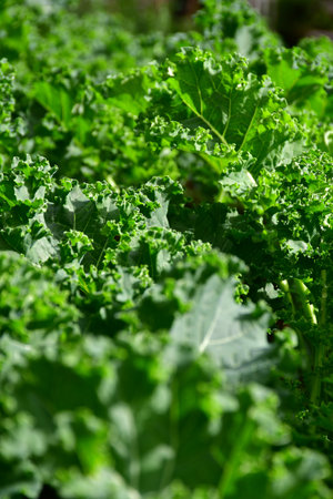 Fresh  organic Kale, Curl Leaf Kale in the plantation field.の写真素材