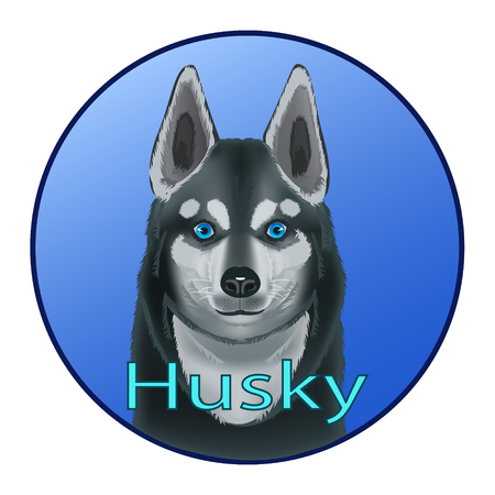 Dog Husky live where ice and snow, their distinct blue eyes like the sky, they are hardy and loyal dogs, and frost and working dogs, pulling sleds and driven person to the habitat needsのイラスト素材