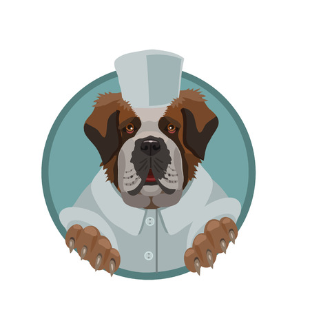 Kind dog breed the St. Bernard is good-natured in a white robe or as a doctor, chef, pastry chef helps people!のイラスト素材