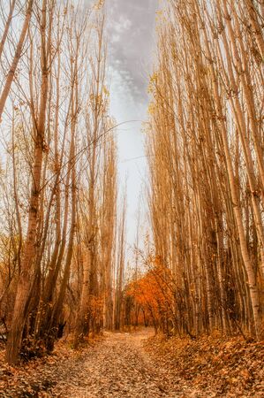 sycamore tree in autumn with a narrow roadの写真素材