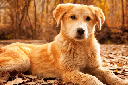 the cute dog sited in the forrest looking at me