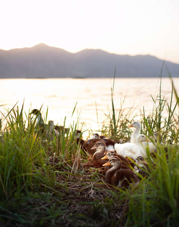 Ducks in a row sitting among bushes beside a lake at sunsetの写真素材