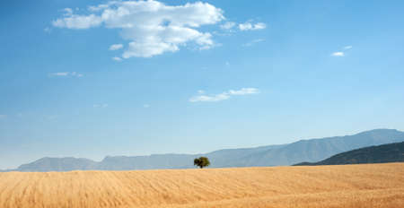 Wheat field on the hill with one tree in the middle and blue partly cloudy sky in khizestan province, iranの写真素材