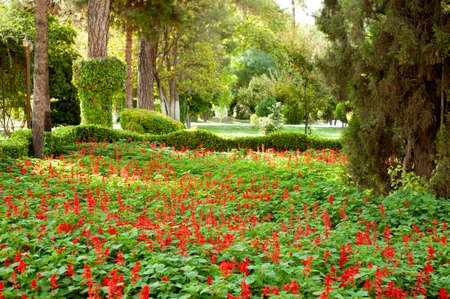 Salvia Splendens or Scarlet sage in the gardenの写真素材