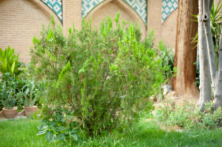 Little green cypress tree in the yard