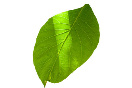 walnut leaf isolated on white background