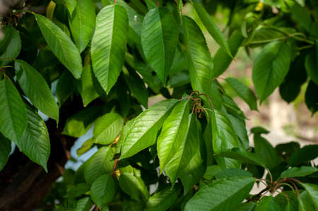wild cherry leafs in summer in iranの写真素材