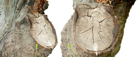 the cut trunk or bark of wild cherry tree, Wood texture of cut tree trunk.