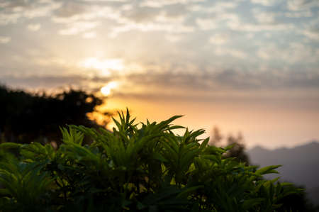 silhouette view of a wild plant in countryside at sunrise in gilan province, iran.の写真素材
