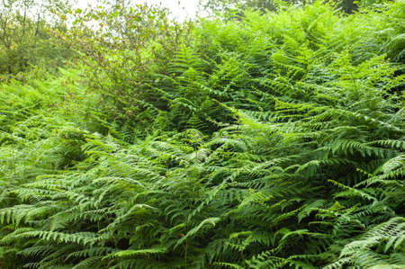 Thelypteris palustris, fern in in nature, in iran, Glade and trail in the forestの写真素材