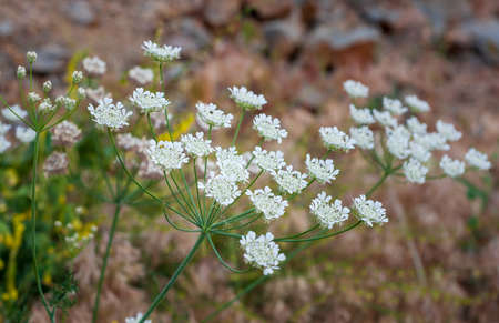 Aegopodium podagraria, commonly called ground elder, herb gerard, bishop`s weed, goutweed and...