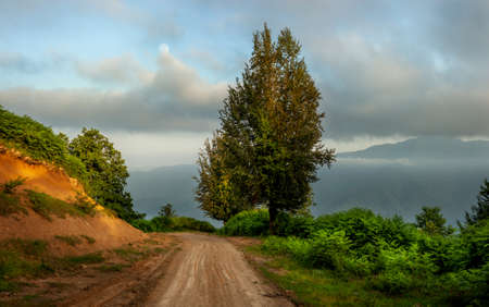 the view of countryside dirt road with alder trees in gilan province, Iranの写真素材
