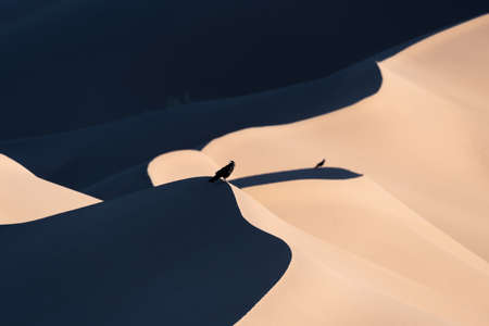 two Crows set on a sand dune, one in foreground one in background in dasht e lut or sahara desert