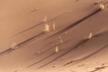 view from Nature and landscapes of dasht e lut or sahara desert with tamarisk trees . Middle East...