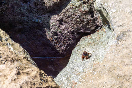 The alive sea crab crawling on the rock at the beach in chabahar province, iranの写真素材