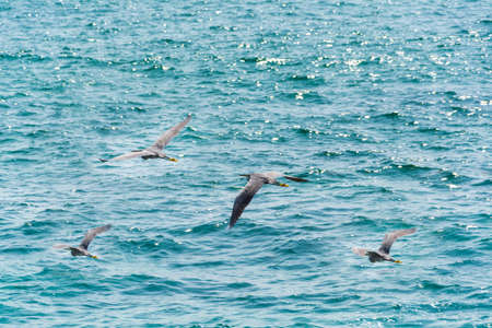 a group of black Herons flying with the ocean in background
