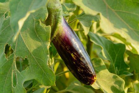 Eggplant hanging from the plant in the garden. Fresh organic eggplant aubergine and its flower with morning light on it. side view from Purple aubergine growing in the soil.の写真素材