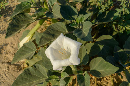 side view from White desert wildflower called Sacred Datura wrightii, angel's trumpet or Jimson weed in iran with morning light on itの写真素材