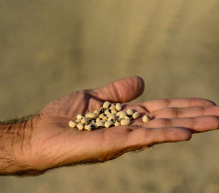 Organic Vigna unguiculata is scientific name of Cowpea legume. Also known as haricot and Feijao de Corda. Closeup of cowpea grains on the hand with blur backgroundの写真素材
