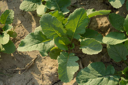 top view from Small turnip, green leaves growing in the field with morning light