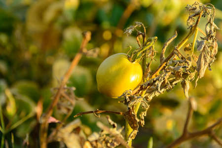 organic unripe tomato on the green foliage background, hanging on the vine of a tomato tree in the...