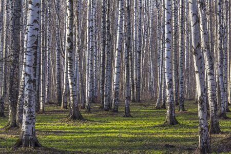 View of the green lawn in front of a birch groveの写真素材