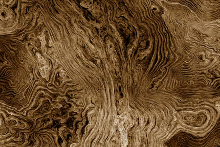 Texture of roots of tree with wavy lines and age rings. Abstract background.