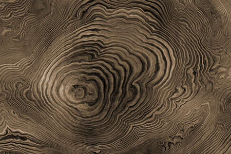 Texture of roots of tree with wavy lines and age rings. Abstract background.