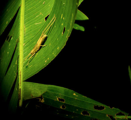 grasshopperの写真素材