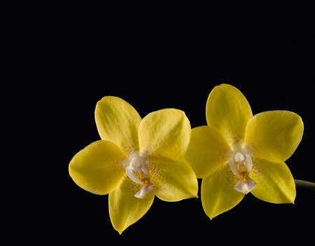 Yellow Flowersの写真素材