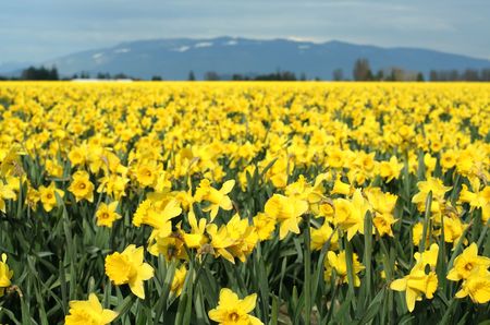 Yellow daffodils fieldの写真素材
