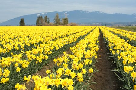 Yellow daffodils fieldの写真素材