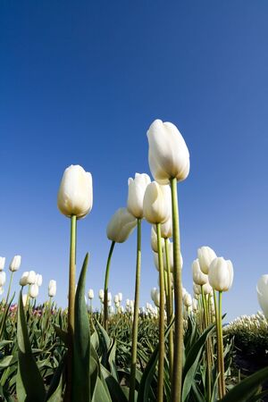 White tulip fieldの写真素材