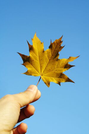 A hand holding a golden maple leafの写真素材