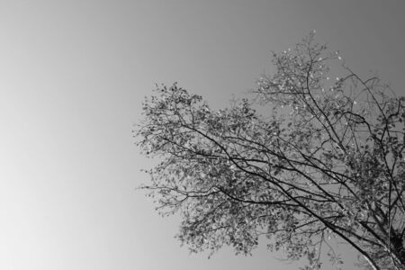 A tree with few leaves left in black and whiteの写真素材