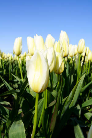 A field of beautiful bright white tulipsの写真素材