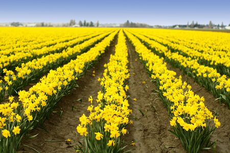 A field of beautiful bright yellow daffodilsの写真素材