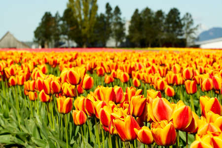 A field of beautiful and colorful orange tulips